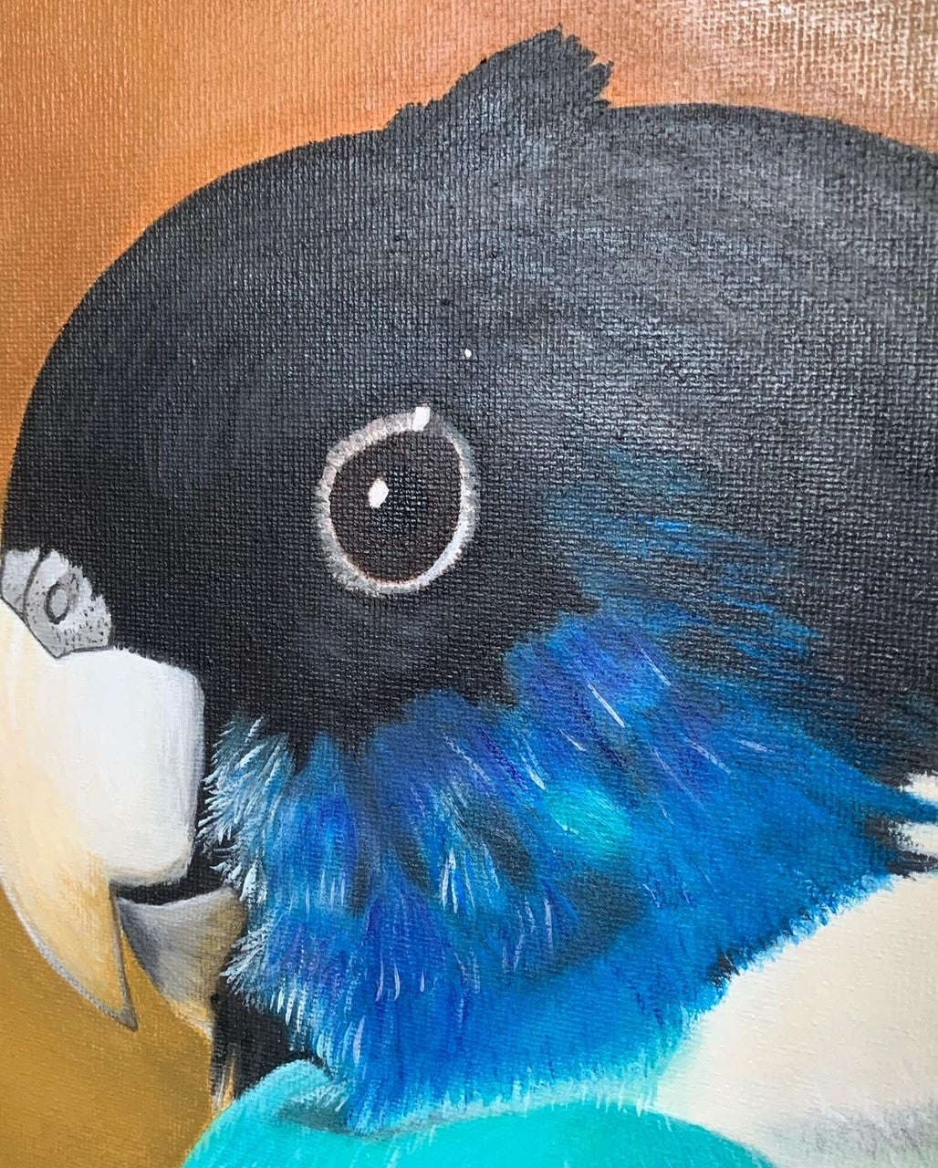Close-up of an Australian Ringneck parrot with blue feathers and a brown background