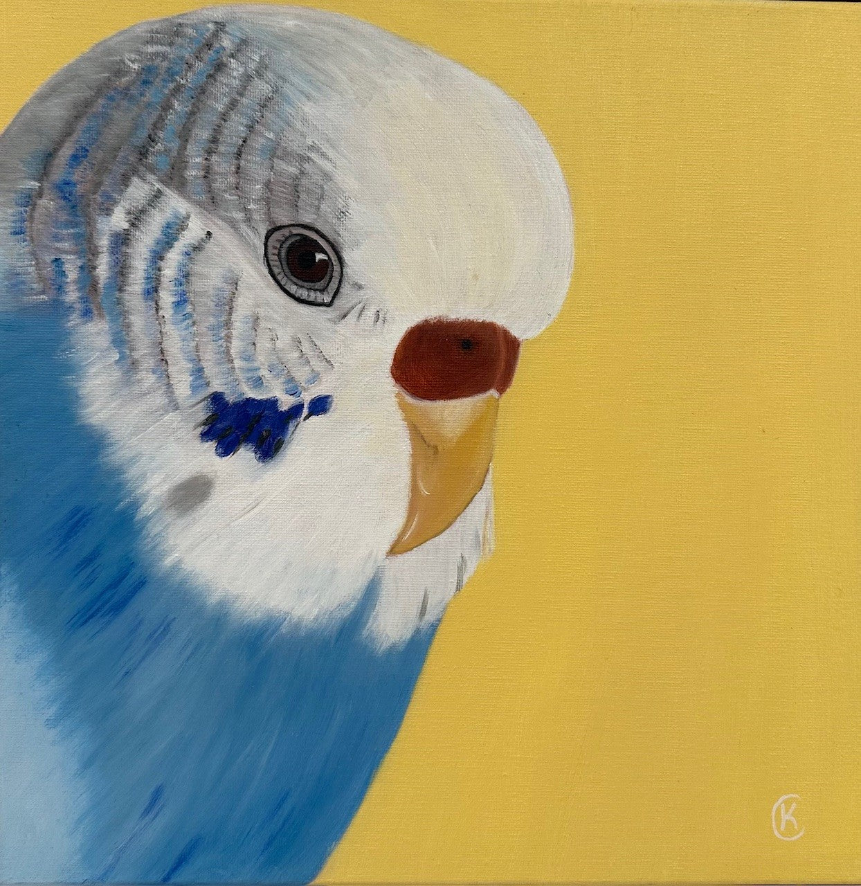 Close-up of a Australian Budgie with blue and white feathers on a yellow background