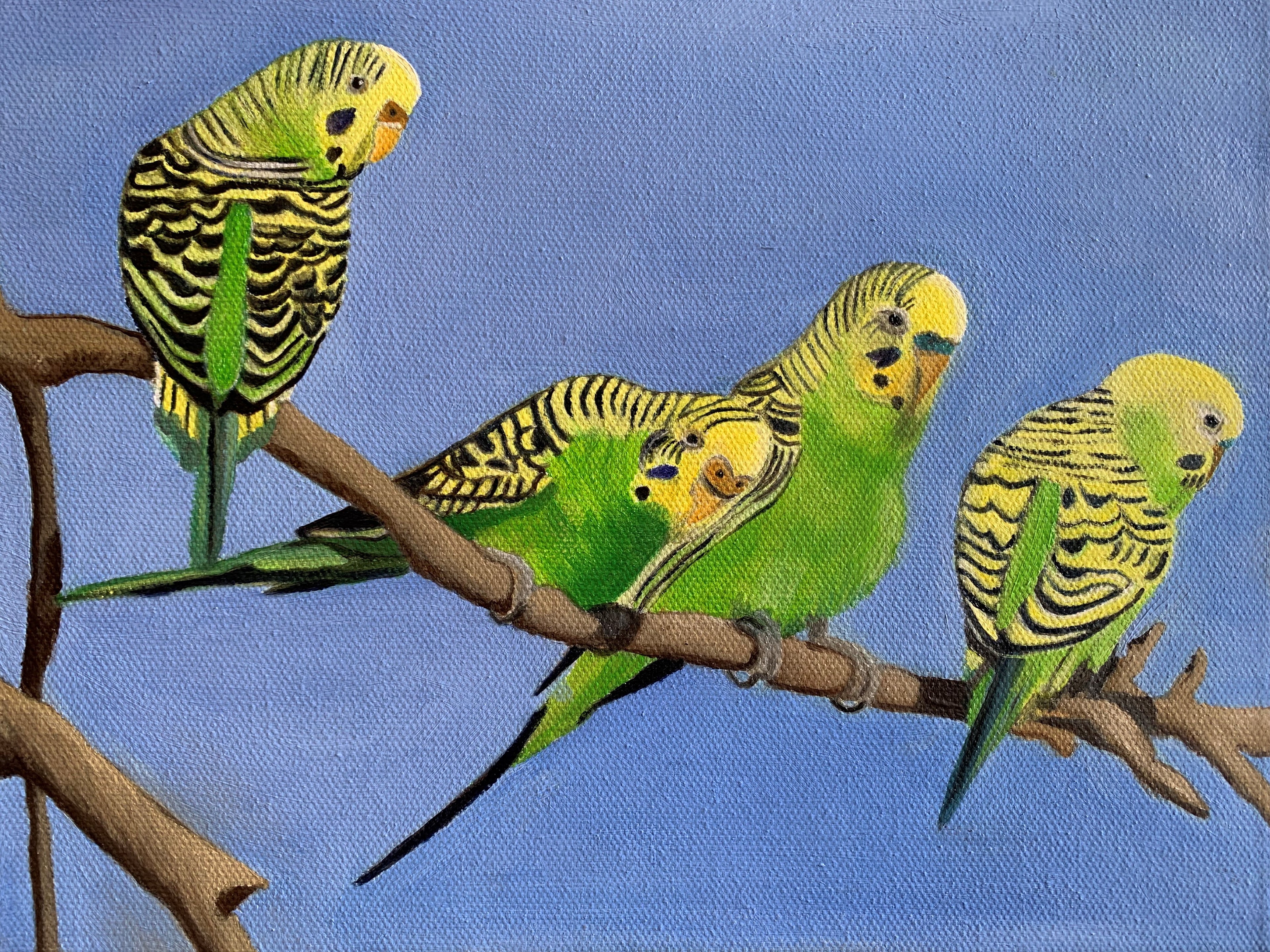 Three green and yellow Australian Budgies perched on a branch against a blue background