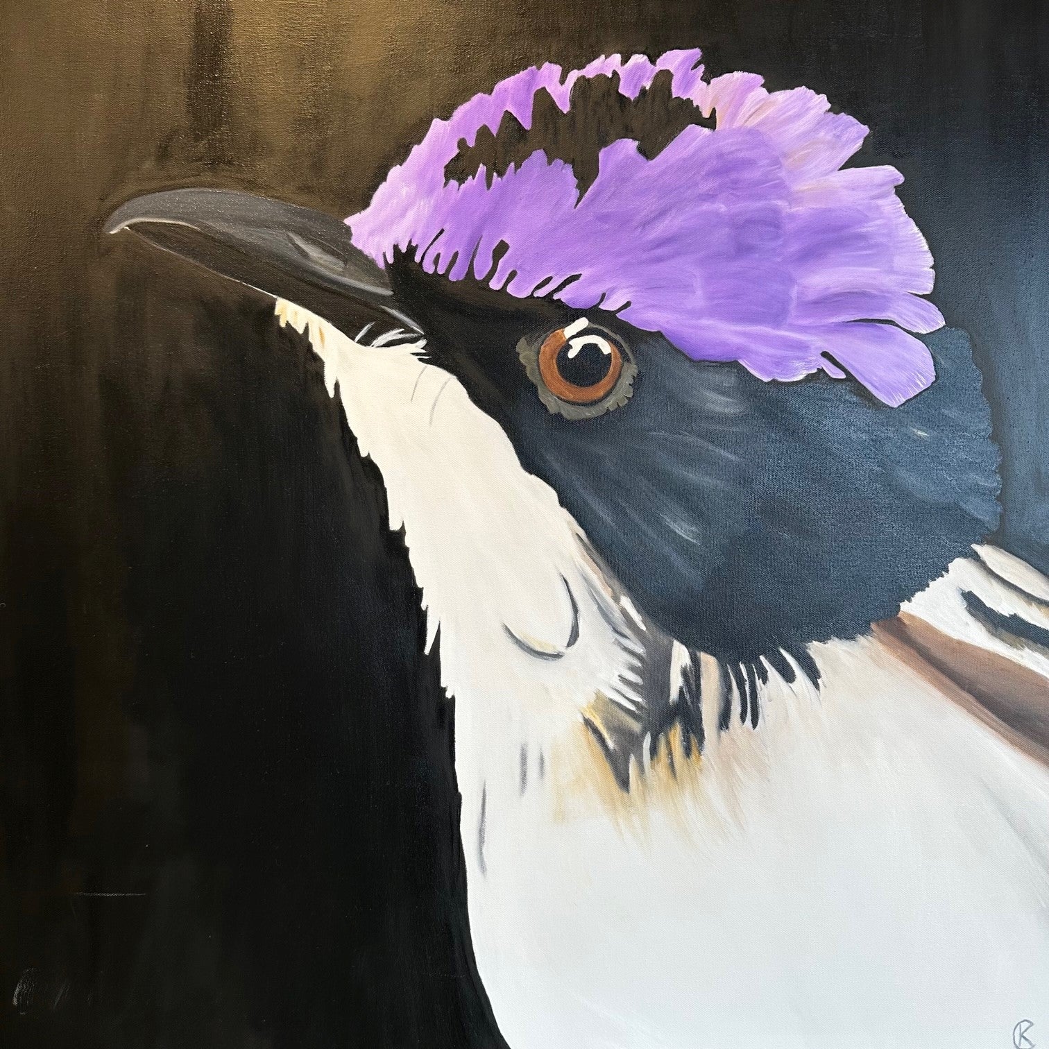 Close-up of a Purple crested Fairywren bird with a purple head and white body on a dark background