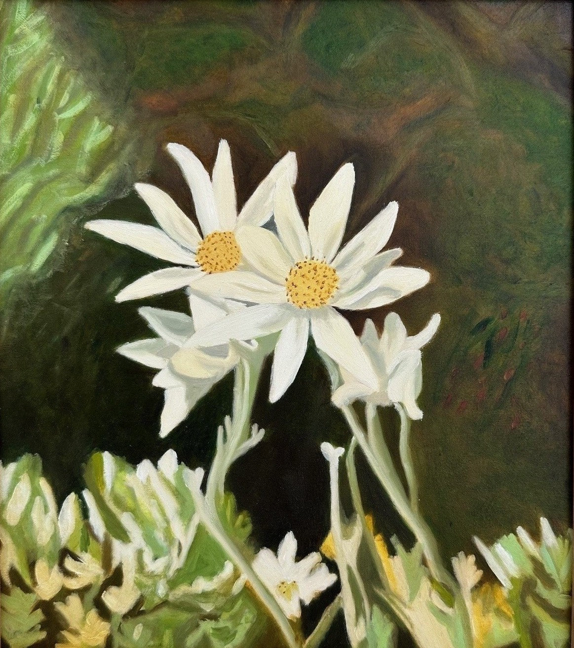 Flannel Flowers